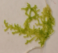 Viherlev� Chaetophora incrassata